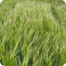 Barley in a field